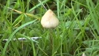 Manna  psilocybin mushroom inspired documentary  by Simon G Powell [upl. by Beata]