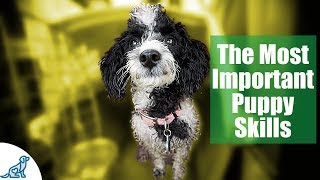 First Week Puppy Training  The 6 Skills To Teach First  Professional Dog Training Tips [upl. by Adnalro]