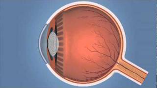 How the Eye Works and Glaucoma [upl. by Cordie542]