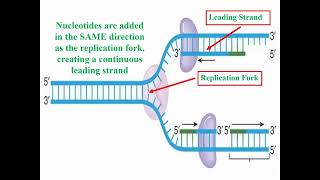 Definition of DNA Replication and Synthesis [upl. by Nylarak]