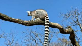 Ring tailed lemur  baby lemur [upl. by Sert]