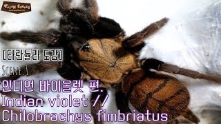 말로 듣는 타란튤라 도감 Ep1 인디언 바이올렛 편  Chilobrachys fimbriatus wikipedia [upl. by Storfer883]