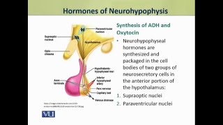 Hormones of Neurohypophysis  Physiology Theory  ZOO519TTopic050 [upl. by Ahsitauq350]