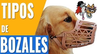 TIPOS DE BOZALES PARA PERROSLOS DIFERENTES MODELOS DE BOZALES PARA PERROS [upl. by Mich]