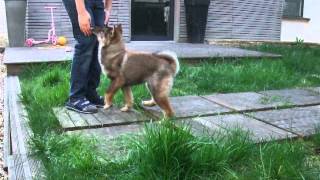 Shikoku Ken Kikumichan 042014 O Chanur Kennel [upl. by Ratep]