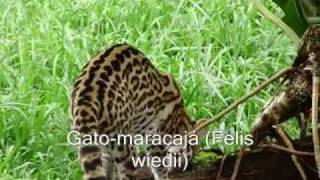 Gatomaracajá Margay Felis wiedii [upl. by Idnas]