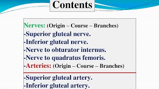 Gluteal region Nerves  Arteries  Anatomy  PT [upl. by Ainomar481]