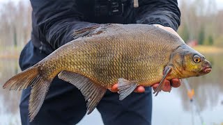 Catching BIG Early Spring BREAM With This SIMPLE FEEDER RIG [upl. by Nairahcaz975]