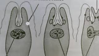 LONGITUDINAL BINARY FISSION IN EUGLENA  INTER 1ST YEAR  BY PHANINDRA GUPTHA [upl. by Akcinat168]