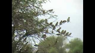 Flock of Red Billed QueleaKrugerPark South Africa [upl. by Sarkaria486]