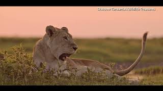 5 best tourist destination in Tanzania [upl. by Alyworth512]