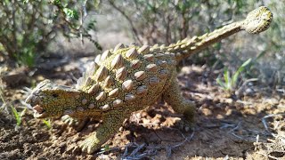 Sound EffectsSpikeback The Ankylosaurus [upl. by Cadal615]