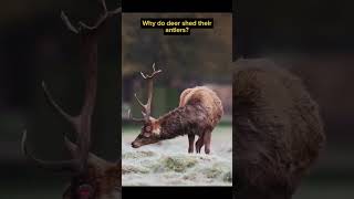 Why do deer shed their antlers  didyouknow facts new trending viralvideo [upl. by Ergener452]