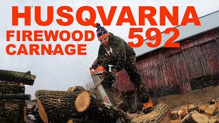 Husqvarna 592 XP chainsaws FIREWOOD CARNAGE [upl. by Evanne876]