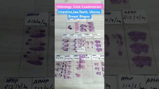 Histology Slide Identification histology histopathology shots shorts ytshortsLabTechnicianStudy [upl. by Bain]