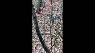 Doe hunting and everything goes wrong all you can do is watch [upl. by Macey]