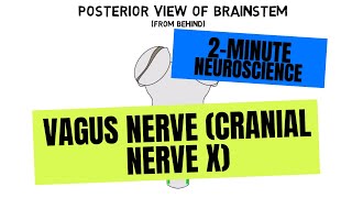 2Minute Neuroscience Vagus Nerve Cranial Nerve X [upl. by Chapman]