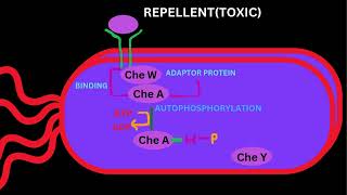 BACTERIAL SIGNALLINGCHEMOTAXSISPART 2 [upl. by Abbye81]