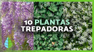 10 PLANTAS TREPADORAS para EXTERIOR 🌿🌸  Para Pérgolas Muros y Paredes [upl. by Africa]