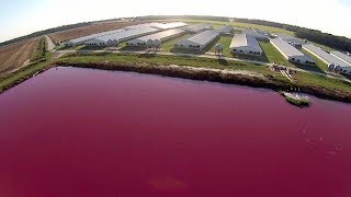 驚爆養豬場駭人內幕：以屎攻屎 Spy Drones Expose Smithfield Foods Factory Farms [upl. by Aipmylo820]