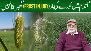 Frost injury on wheat crop has minor effect on yield [upl. by Allemat499]