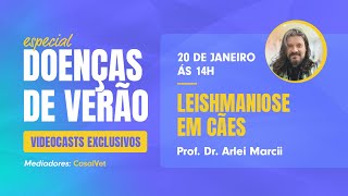 Especial Doenças do verão  Leishmaniose em cães [upl. by Shipley]