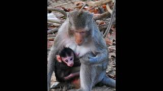 Love mini baby monkey get milk [upl. by Andee]