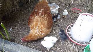 Hyline Brown chicken with half Pekin Bantam chicks [upl. by Gabrielli]