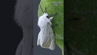 White Ermine with a little friend walking on his antenna [upl. by Namwen578]