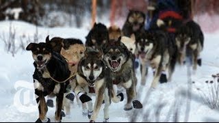 2013 Iditarod Race Warm Winter Causes Trouble for Mushers  The New York Times [upl. by Gnous]