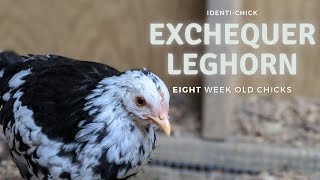 Exchequer Leghorn 8WeekOld Chicks [upl. by Derek]