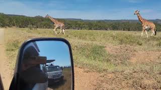 Rothschild Giraffe crossing the road at Lake Nakuru National Park Kenya 🇰🇪🇰🇪🇰🇪 enjoy [upl. by Ainitsirk]