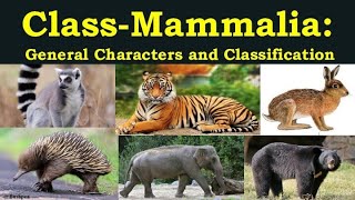 Class Mammalia  General Characters of class Mammalia  Classification of class Mammalia  Mammals [upl. by Pasia278]