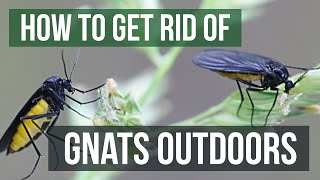 How to Get Rid of Gnats Outdoors 4 Easy Steps [upl. by Ssepmet]