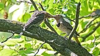 Colaptes auratus YELLOW SHAFTED FLICKER feeds young 9088720 [upl. by Aniv]