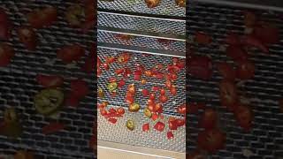 Dehydrating Peter Peppers amp Cayenne Peppers peppers dehydrator cayenne homegrown shorts [upl. by Aidua]