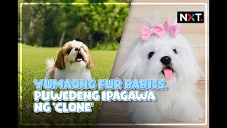 Yumaong fur babies puwedeng ipagawa ng clone  NXT [upl. by Sergo]