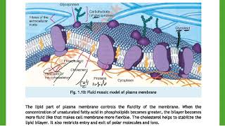 Class 11 Lecture On Plasma Membrane From New National Books Foundation Biology Book 2024 [upl. by Nnilsia329]