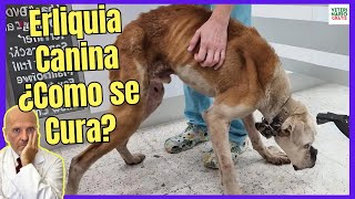 🆘 ERLIQUIA CANINA ¿COMO SE CURA SÍNTOMAS TRATAMIENTO CASERO FASE TERMINAL 🆘 [upl. by Englis]