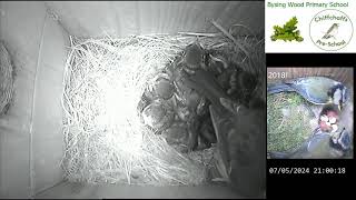 Bysing Wood Primary School Bird Box Live Stream [upl. by Kimberlyn]