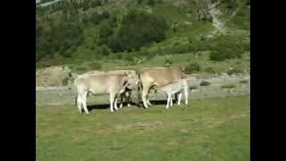 TERNERO AMAMANTANDO CRIA DE VACA TOMANDO LECHE MATERNAL ORDESA [upl. by Yort450]