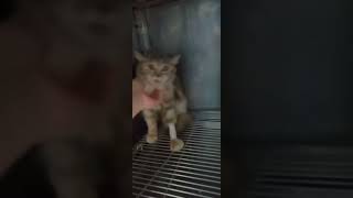 PARVO survivor catlover parvovirus cat parvo pets kittens kittycat persiancat [upl. by Mordy325]