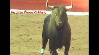 toros mata caballos 30 de junio pabellón don vasco puro jaripeo ranchero michoacan [upl. by Weig230]