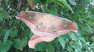 Antheraea sp  Tussar Silk Moth [upl. by Noirrad]