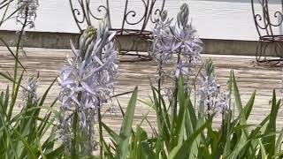 Camassia Cusickii [upl. by Nnylirret604]