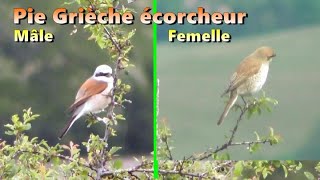 PIE GRIECHE MALE et FEMELLE [upl. by Eliak]