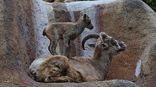 Bighorn Sheep Lamb Jumping On Mom [upl. by Eelyah463]