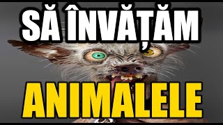 Sa invatam animalele [upl. by Llekim]