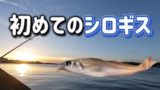 【ちょい投げ】堤防からのシロギス釣り 外道に黒鯛やハゼなど [upl. by Liakim]