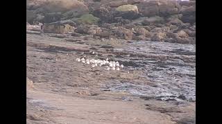 Birds rest out the stormy seas Oystercatchers purple sandpipers shorebirds [upl. by Ajim]